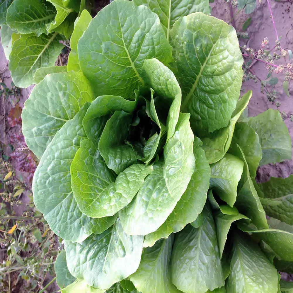 2000 Romaine Lettuce Seeds Parris Island Cos Fresh Seeds - £10.62 GBP