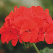 USA SELLER Bin1D#2 Geranium Seeds Geranium Horizon Deep Red 100 Seeds - £28.15 GBP