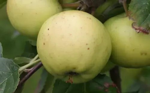 Fresh 25 Bulmer S Norman Apple Seeds - $15.48