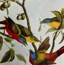 Painted Bunting Bird 1946 Color Art Print John James Audubon Nature DWV2I - $39.99