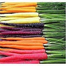 100 Heirloom Rainbow Yellow White Purple Orange Red Carrot Vegetable Seeds - $9.89