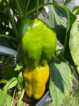 50 Yellow Monster Sweet Bell Pepseeds Heirloom Open Pollinated Non Gmo Gardening - £7.51 GBP