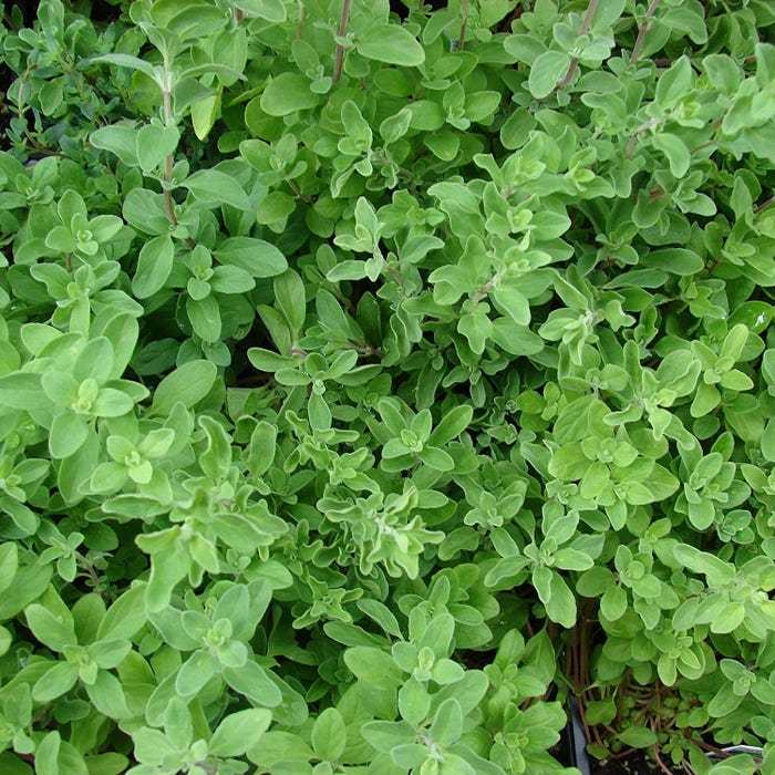 Sweet Marjoram Seeds Origanum Majorana Of 75 Seeds New Fresh US Shipping - $4.80