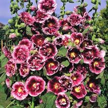 Creme De Cassis Hollyhock Flower Seeds / Perennial - £9.76 GBP