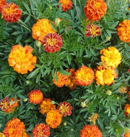 Marigold Flower Seeds Organic Marigold Seeds Seeds Sparky Mix Flower Var... - $2.98
