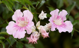 Podranea ricasoliana seeds Pink trumpet vine Port St Johns Creeper Tecoma - £4.12 GBP+