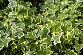 2 Pack 3&quot; Pots English Ivy Gold Child Hardy Groundcover Houseplant Sun S... - £38.36 GBP