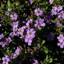 USA Seller 1R5D1 Bacopa Blutopia Seeds 25 Seeds Fast Shipping - $21.55