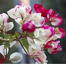 New Fresh Bougainvillea Seed Colorful Bougainvillea Spectabilis Willd Plant Seed - $4.45