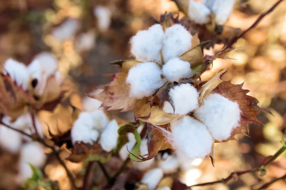 50 White Cotton Seeds – Gossypium - $10.00