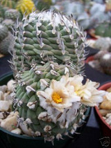 Turbinicarpus sp klinkerianus rare cactus seed 10 SEEDS - £7.16 GBP