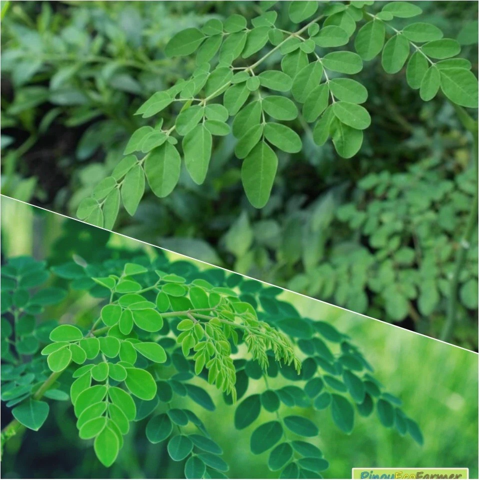 Moringa Oleifera Organic Leaf (Fresh Hand picked from tampa florida (8 oz) - $22.39