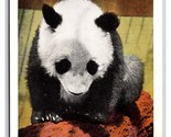 Mei the Giant Panda Brookfield Zoo Illinois IL UNP Linen Postcard Y9 - £2.09 GBP