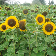 250 Seeds Golden Brown Sunflower 60Cm Tall Garden USA Shipping - £18.11 GBP