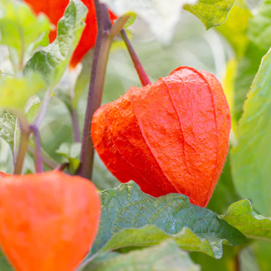 Chinese Lantern Physalis Franchetti Seeds 50 Ct Vegetable - £7.71 GBP