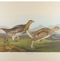 Vintage  # 77 Of 250 Audubon Bird Print Sharp tailed Grous Litho  1837 Havell - - £83.32 GBP