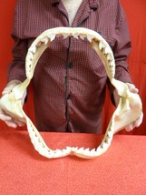 sj470-65) 19-5/8&quot; Tiger SHARK jaw sharks jaws t**th Galeocerdo taxidermy... - £1,393.10 GBP