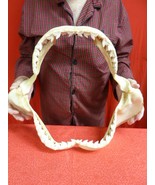 sj470-65) 19-5/8&quot; Tiger SHARK jaw sharks jaws t**th Galeocerdo taxidermy... - $2,411.34 CAD