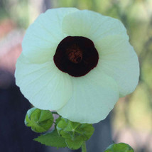 FREE SHIPPING Hibiscus vitifolius Grape Leaved Mallow Tropical Fanleaf 10 Seeds - £14.11 GBP