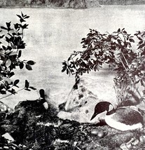 Loons On Shore In Nest With Eggs 1936 Bird Print Nature DWU13 - $378.38 MXN