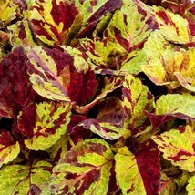 Coleus Seeds Fairway Mosaic 50 Thru 500 Seeds Gardening USA SHIPPING - $13.25