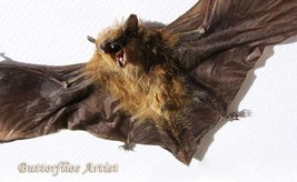 Real Vampire Bat Pipistrellus Javanicus Framed Taxidermy Museum Quality ... - $98.99