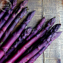 Asparago Asparagus Violette Sweet Purple Vegetable Seeds 20 Seeds Pack O... - $10.87