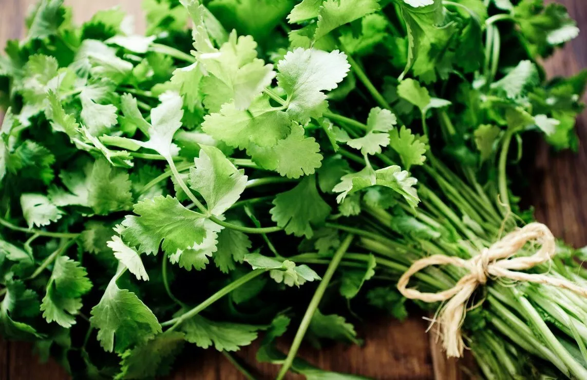 Cilantro Herb 30 Seeds - £7.64 GBP