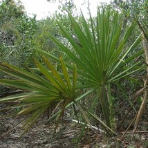 5 Sabal Etonia Scrub Palmetto Seeds For Planting   - $19.50