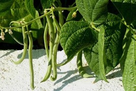 Green beans - castel beans - black eye peas - 30 seeds - code 018 - $4.99