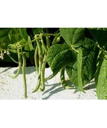 Green beans - castel beans - black eye peas - 30 seeds - code 018 - $7.02 CAD
