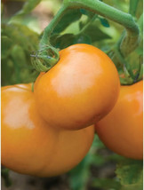 Best 50 Seeds Sweet Tangerine Tomato Hybrid Vegetable Garden Planting To... - $4.88
