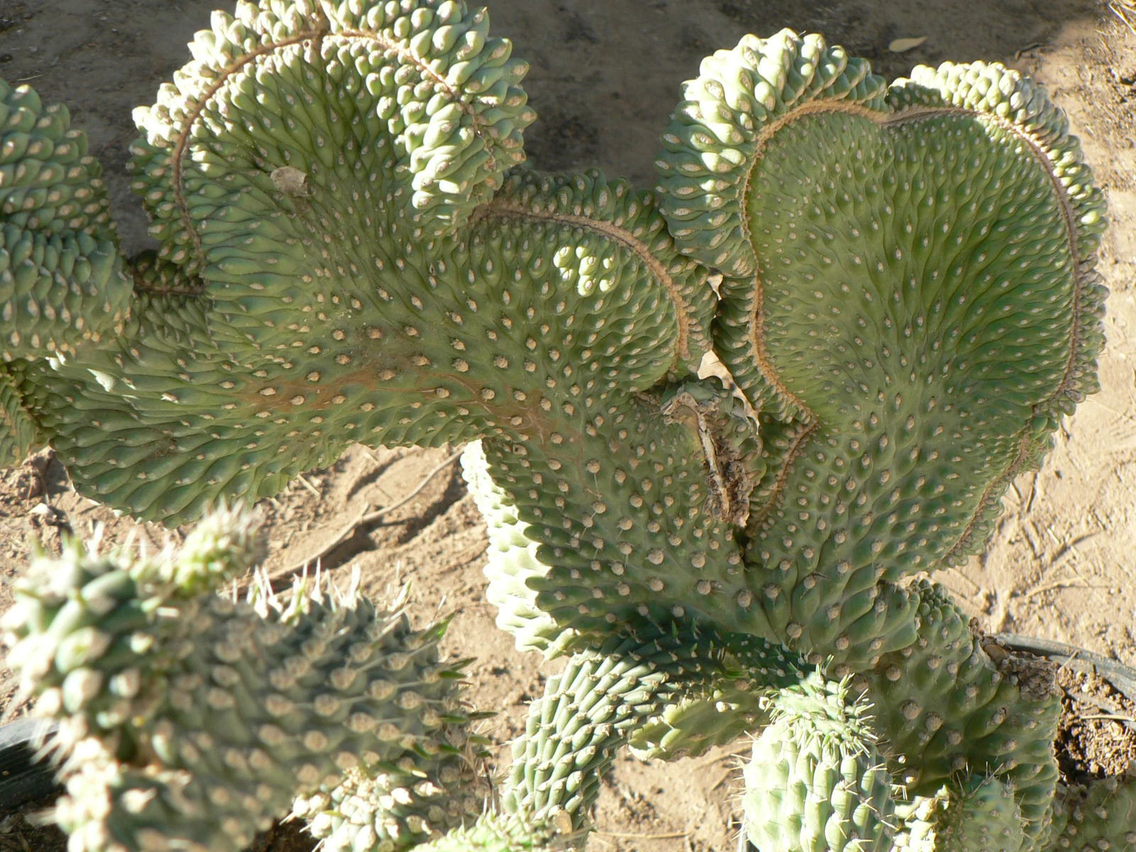 HEALTHY WELL ROOTED BOXING GLOVE CACTUS STARTER PLANT - $26.88