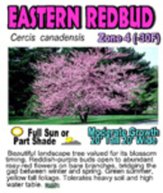 Eastern Redbud tree (Cercis canadensis) 1 year old plant 12-18 inches tall - £13.54 GBP