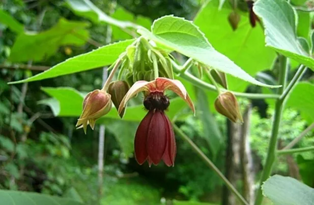 Abroma Augusta Devil&#39;s Cotton 10 Seeds Small Tree Great For Containers / USA - £6.45 GBP