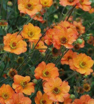 1 Pc Rooted Plant Small Size Geum Totally Tangerine Flower Plants | RK - £26.69 GBP