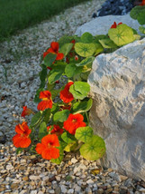 25 Nasturtium Seeds (Mix) Rock Cress Climbing Edible Flowers (Tropaeolum... - £6.06 GBP