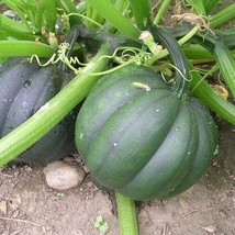 Table Queen Acorn Winter Squash Seeds Fresh Fast Shipping - $5.50