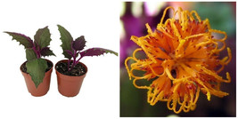 Erotic Gynura Purple Passion 2 Live Indoor Plants 2&quot; Pots - C2  - £40.72 GBP
