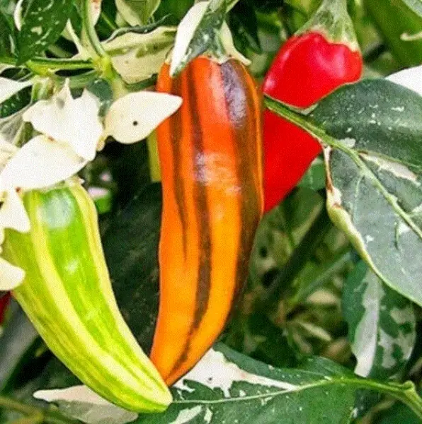 Pepper Fish Chile 10-12 Seeds Chesapeake Bay Famous Non-Gmo Organic Garden - £4.78 GBP