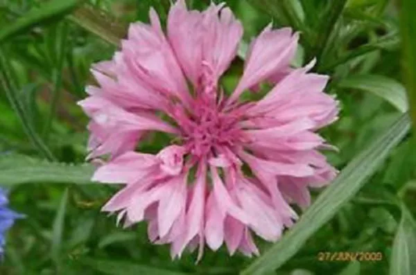 Top Seller 750 Pink Bachelors Button Cornflower Centaurea Cyanus Flower ... - £11.29 GBP