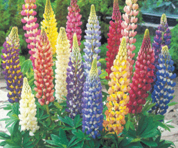  35 Colorful Seeds Lupine, Tutti Frutti Rainbow Mix, Non Gmo, Usa Seeds - £9.09 GBP