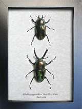 Rainbow Stag Beetles VERY RARE Phalacrognathus Muelleri PAIR Entomology Display - $248.99