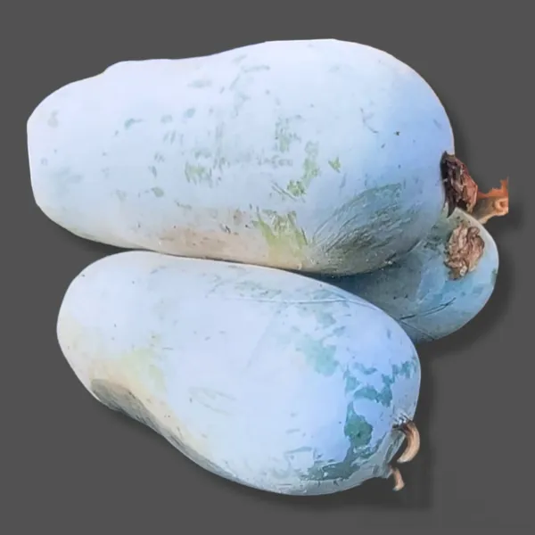 10 Wax Gourd Fuzzy Winter Melon Oblong Seeds Non Gmo Fresh Garden Beautiful - $10.96