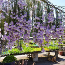 1 Piece Psoralea Fleta Seeds Real Weeping Blue Broom Blue Willow Pea Indigenous  - $16.79