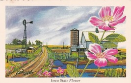 Ken Haag Iowa State Flower The Wild Rose 1973 Postcard C34 - £2.23 GBP