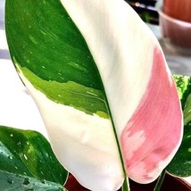 Philodendron White Princess Starter Plant 2 Plants Fresh Garden - $39.00