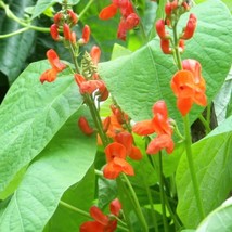 25 Scarlet Runner Pole Bean Ornamental Red Flowers Phaseolus Vulgaris Vegetable  - £11.82 GBP