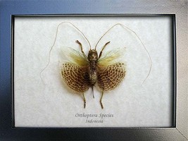 Giant King Cricket Orthoptera Species Entomology Collectible Framed In S... - £69.21 GBP