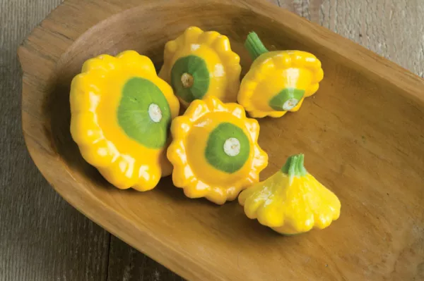 Fresh 10 Y-Star Patty Pan Squash Seeds For Planting Ship From Usa - £14.07 GBP